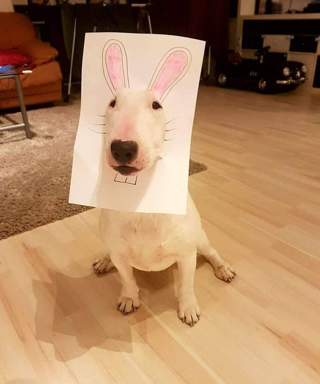 Obrázek vefele felikonofe