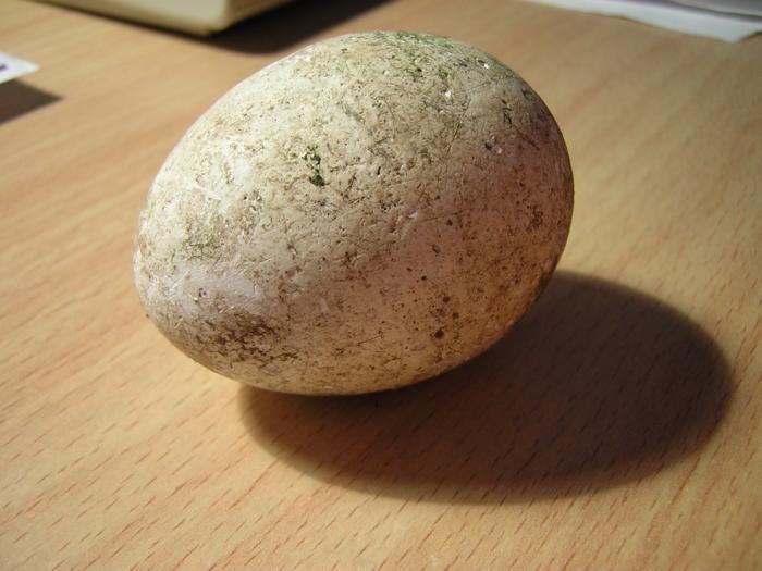 Obrázek vejce2