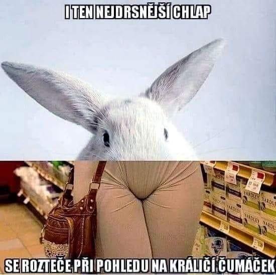 Obrázek velecumak