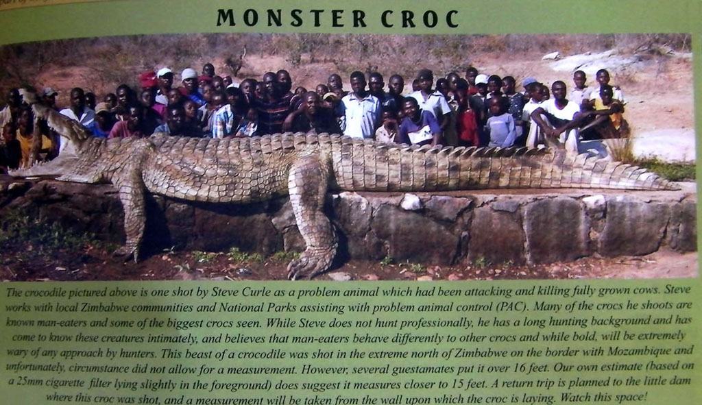 Obrázek velky krokodyl