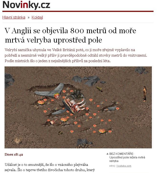 Obrázek velryba mrtva