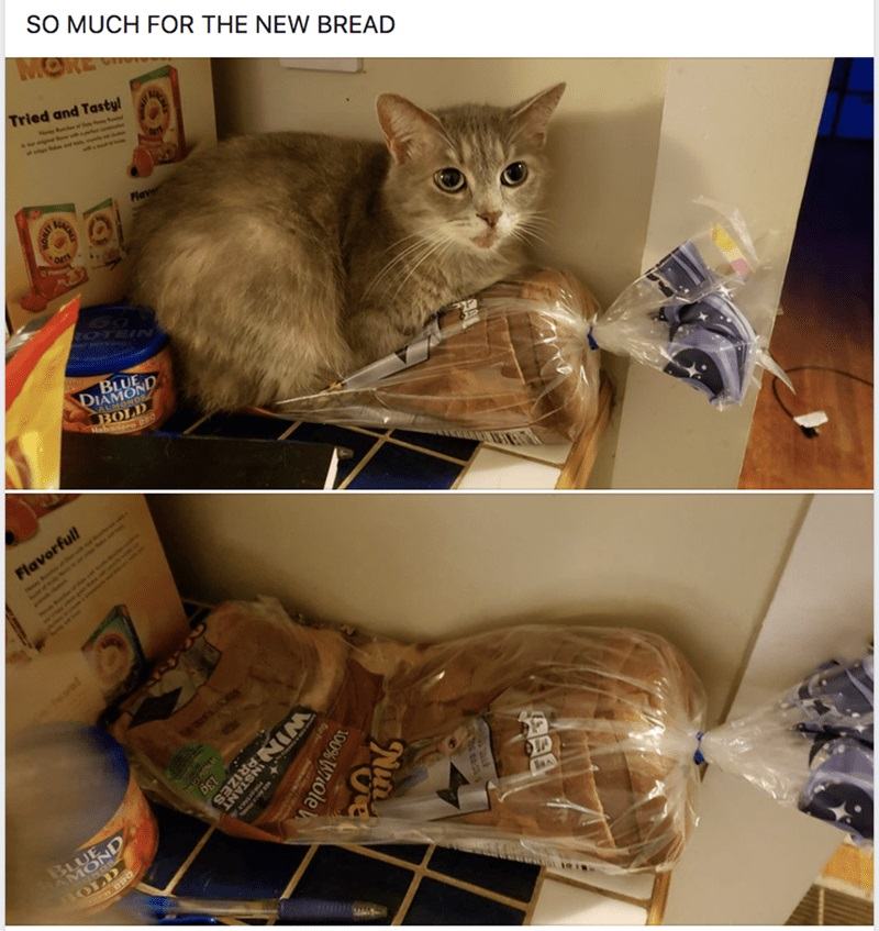 Obrázek vic kocicek na chleba