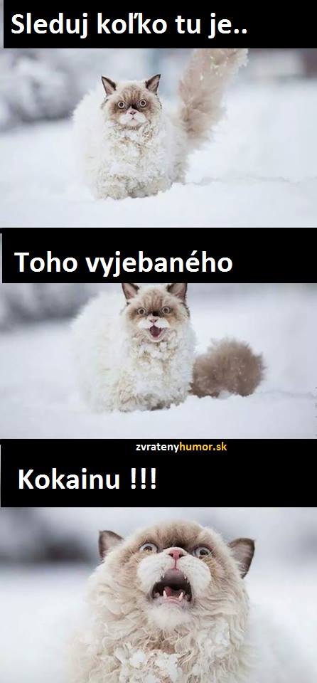 Obrázek vic&nbsp;kocicek&nbsp;na&nbsp;rouming&nbsp;&nbsp;28C&nbsp;29