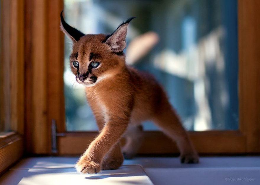 Obrázek vic&nbsp;rysatek&nbsp;na&nbsp;Rauming