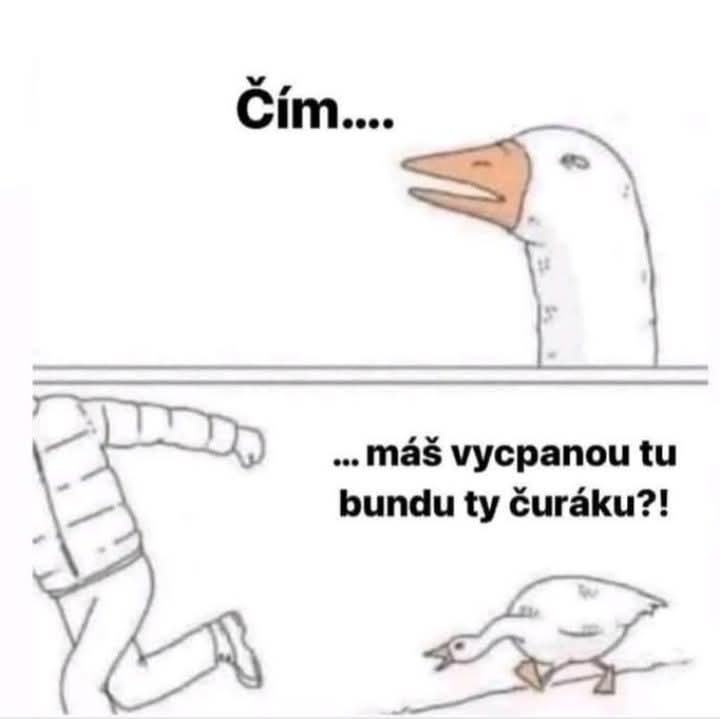 Obrázek vycpana bunda
