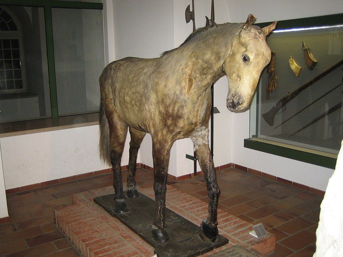 Obrázek vycpany kon Gustava Adolfa