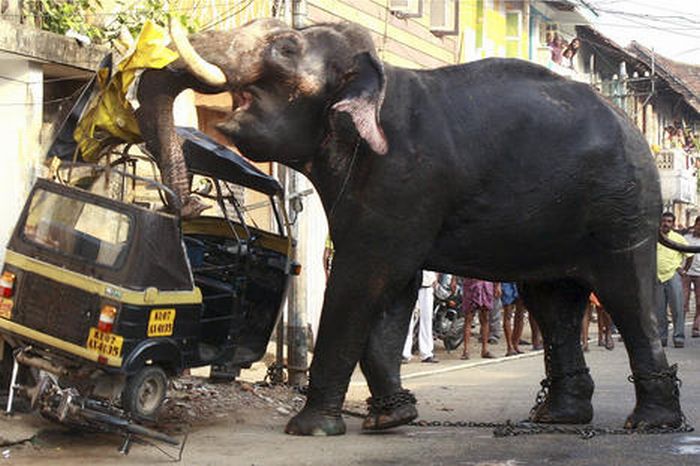 Obrázek vzteklej slon