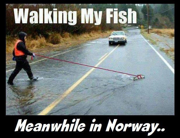Obrázek walking my fish