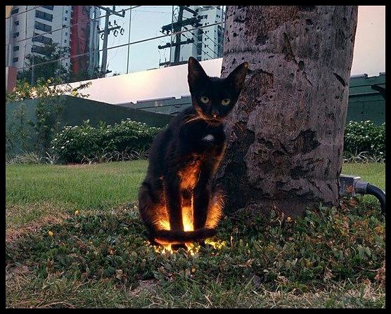Obrázek walking through the park and suddenly you come across this cat who appears to have a side quest 