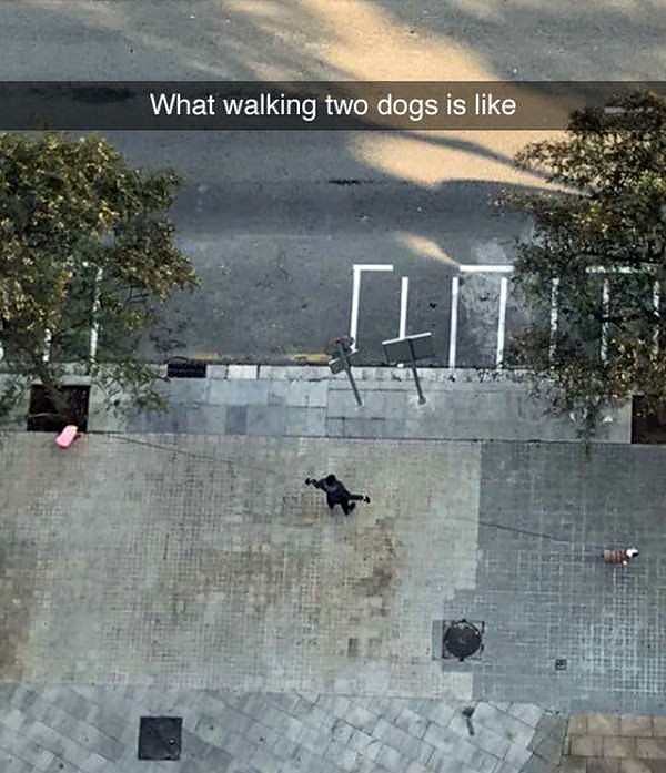 Obrázek walking two dogs