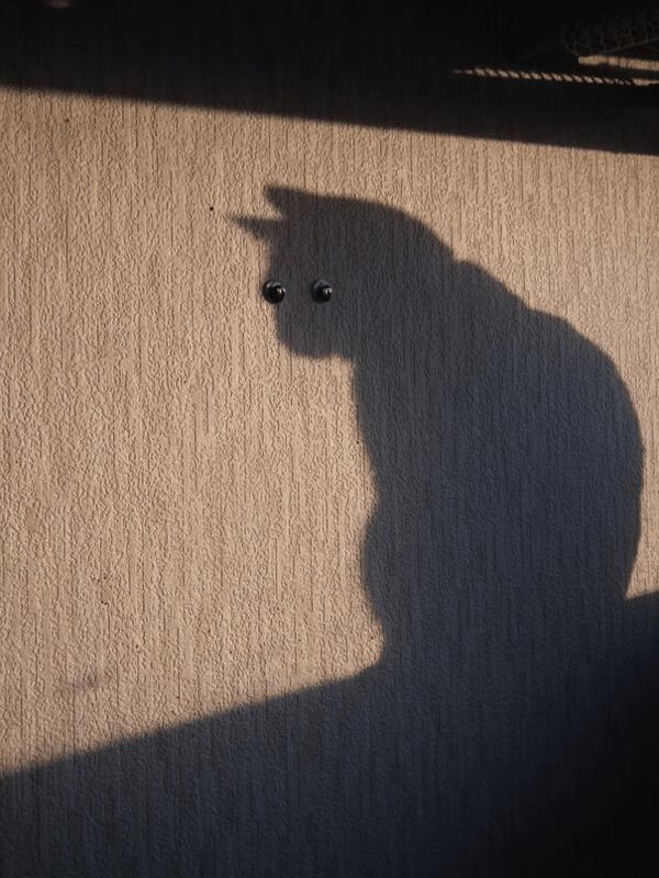 Obrázek wall cat