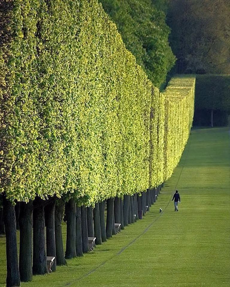 Obrázek wall made of trees