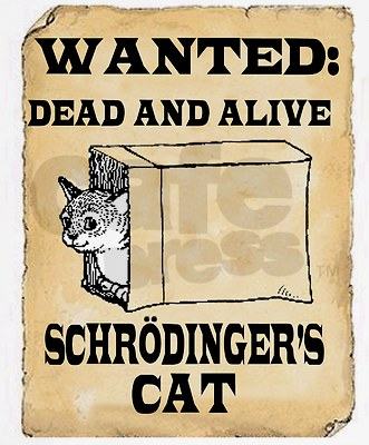 Obrázek wanted cat