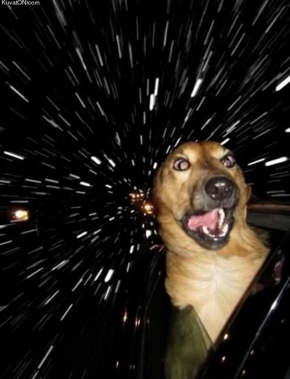 Obrázek warp speed dog