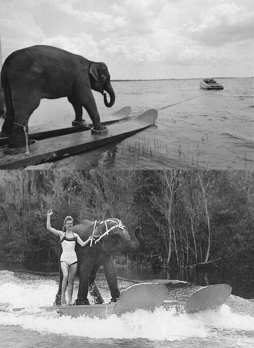 Obrázek water-skiing elephant