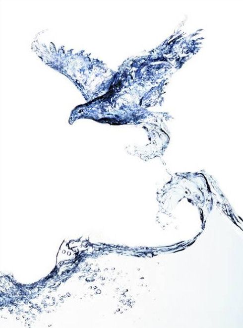 Obrázek water bird