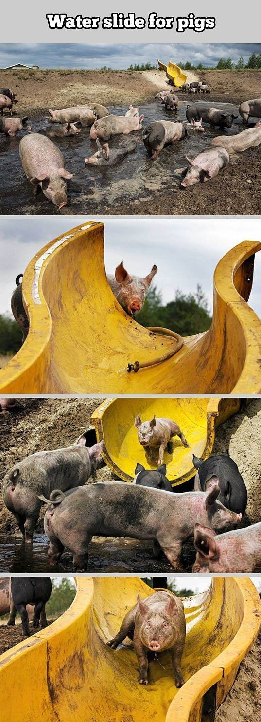 Obrázek water slide for pigs