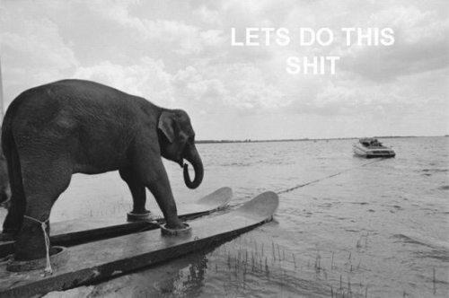 Obrázek waterskiing elephant your argument is