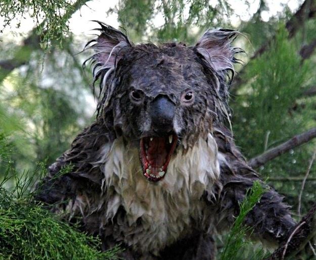 Obrázek wet koala