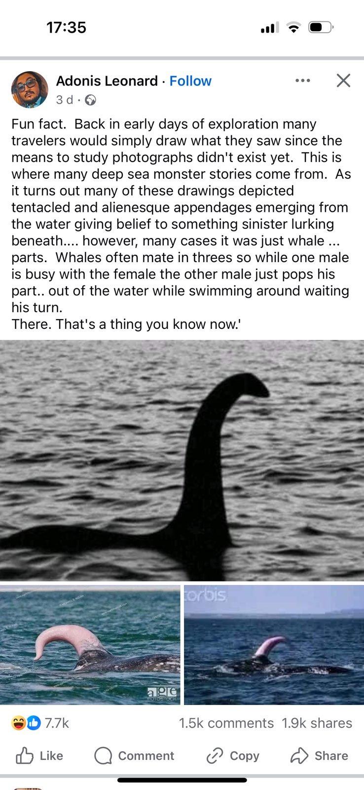 Obrázek whale dongs