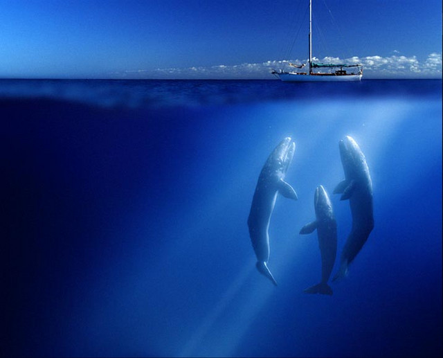 Obrázek whales