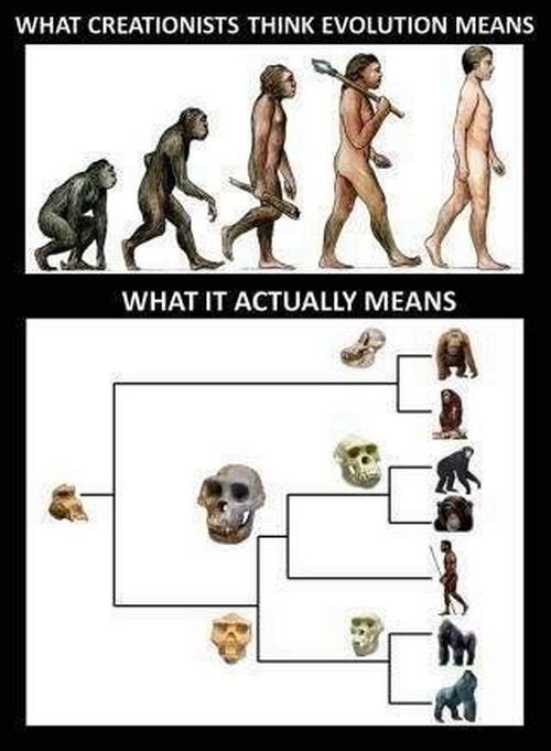 Obrázek what evolution means
