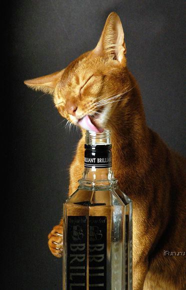 Obrázek whisky cat