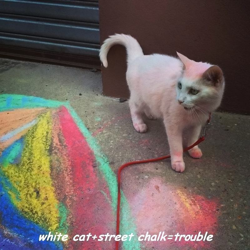 Obrázek white-cat  