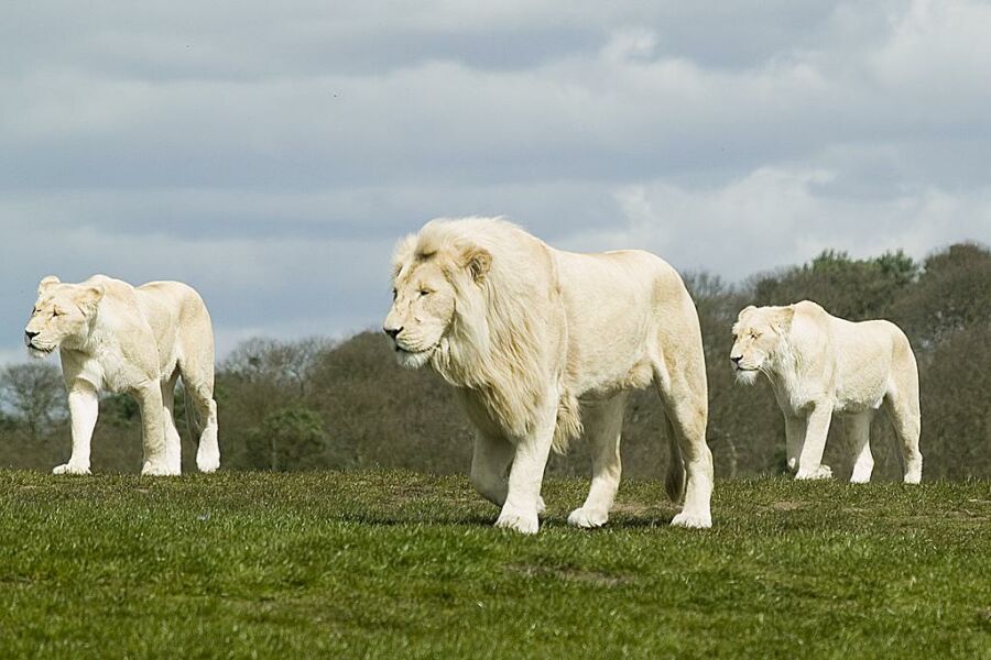 Obrázek white lions