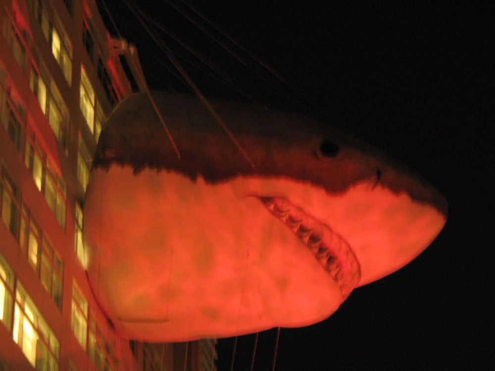 Obrázek white shark