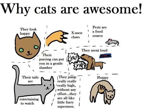 Obrázek why cats are awesome