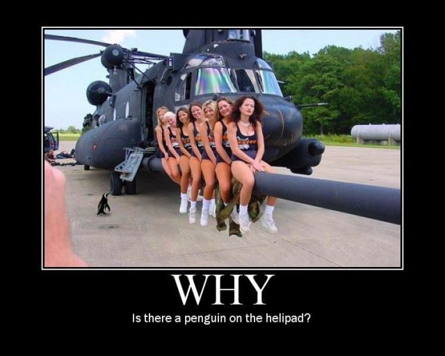 Obrázek why penguin