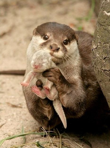 Obrázek with mother