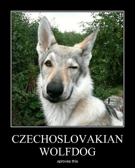 Obrázek wolfdog aproves