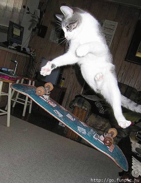 Obrázek wydesenej sk8cat