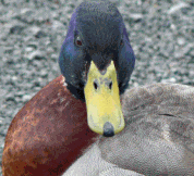 Obrázek xDifferent kinds of ducks