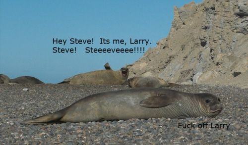 Obrázek xHey Steve 051211