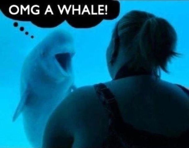 Obrázek xOMG a Whale 19-03-2012