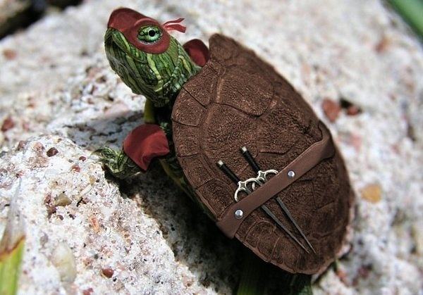 Obrázek xReal ninja turtle 18-12-2011