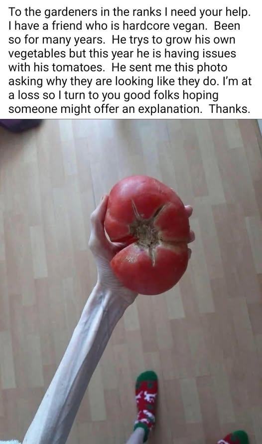 Obrázek xyz-vegan