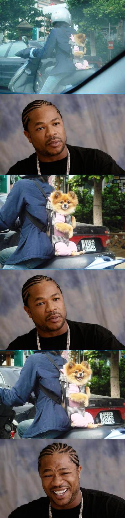 Obrázek xzibit dog