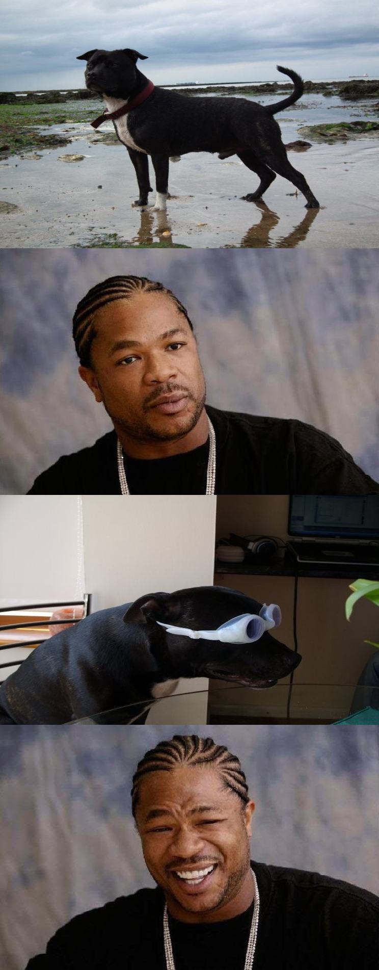 Obrázek xzibit vs dog