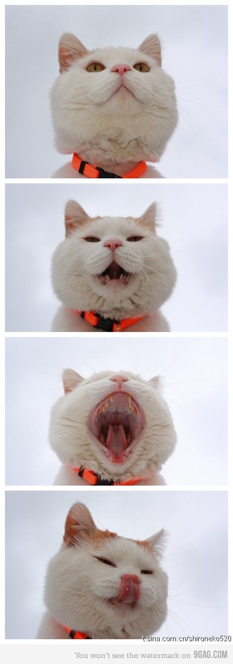Obrázek yawn cat
