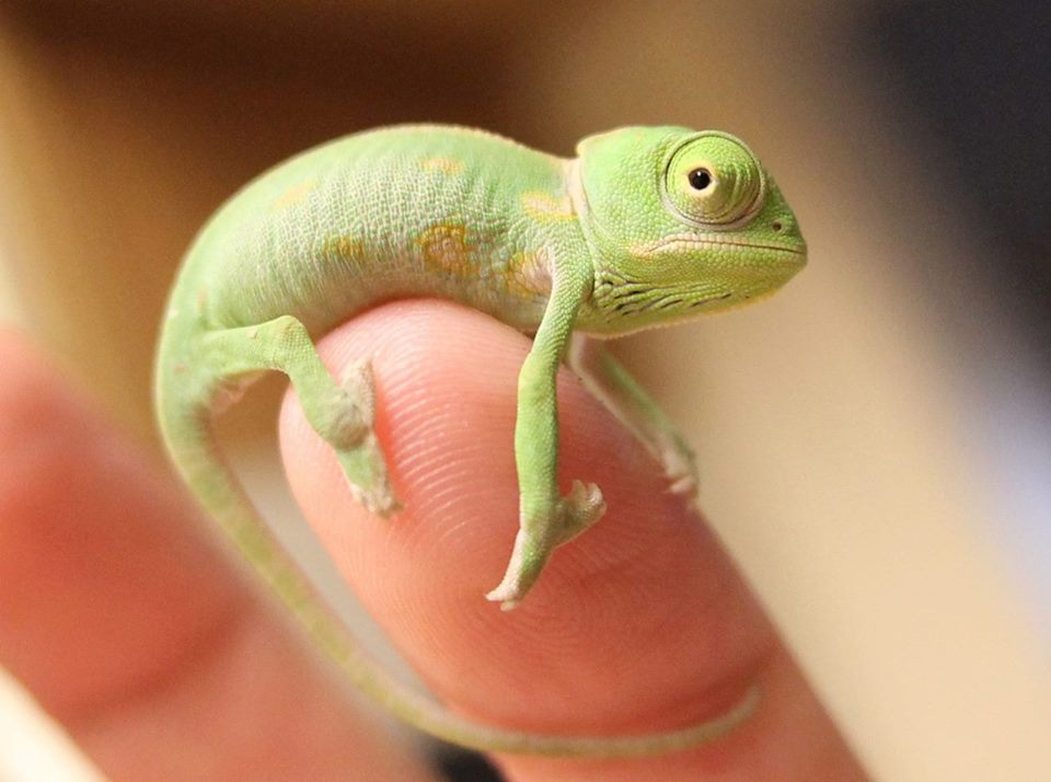 Obrázek yoda&nbsp;chameleon&nbsp;&nbsp;