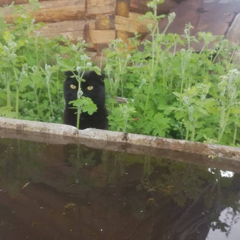 Obrázek you cant see me