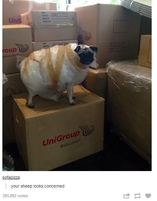 Obrázek your-sheep-looks-con 