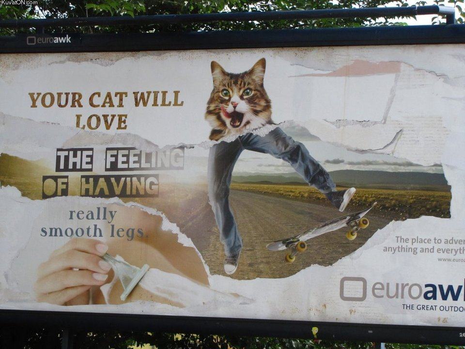 Obrázek your cat will love