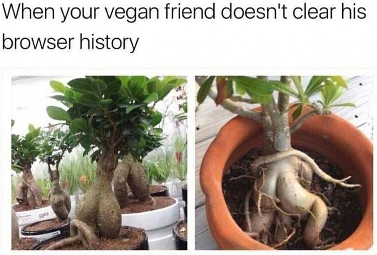 Obrázek your vegan friend