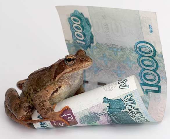 Obrázek zaba na prameni