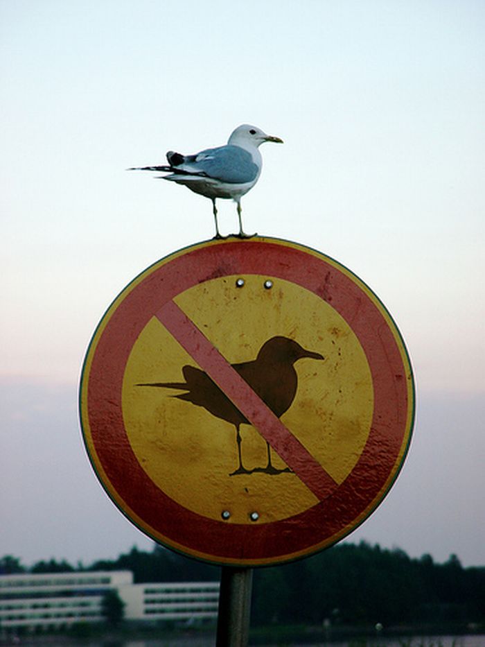 Obrázek zakaz ptaku